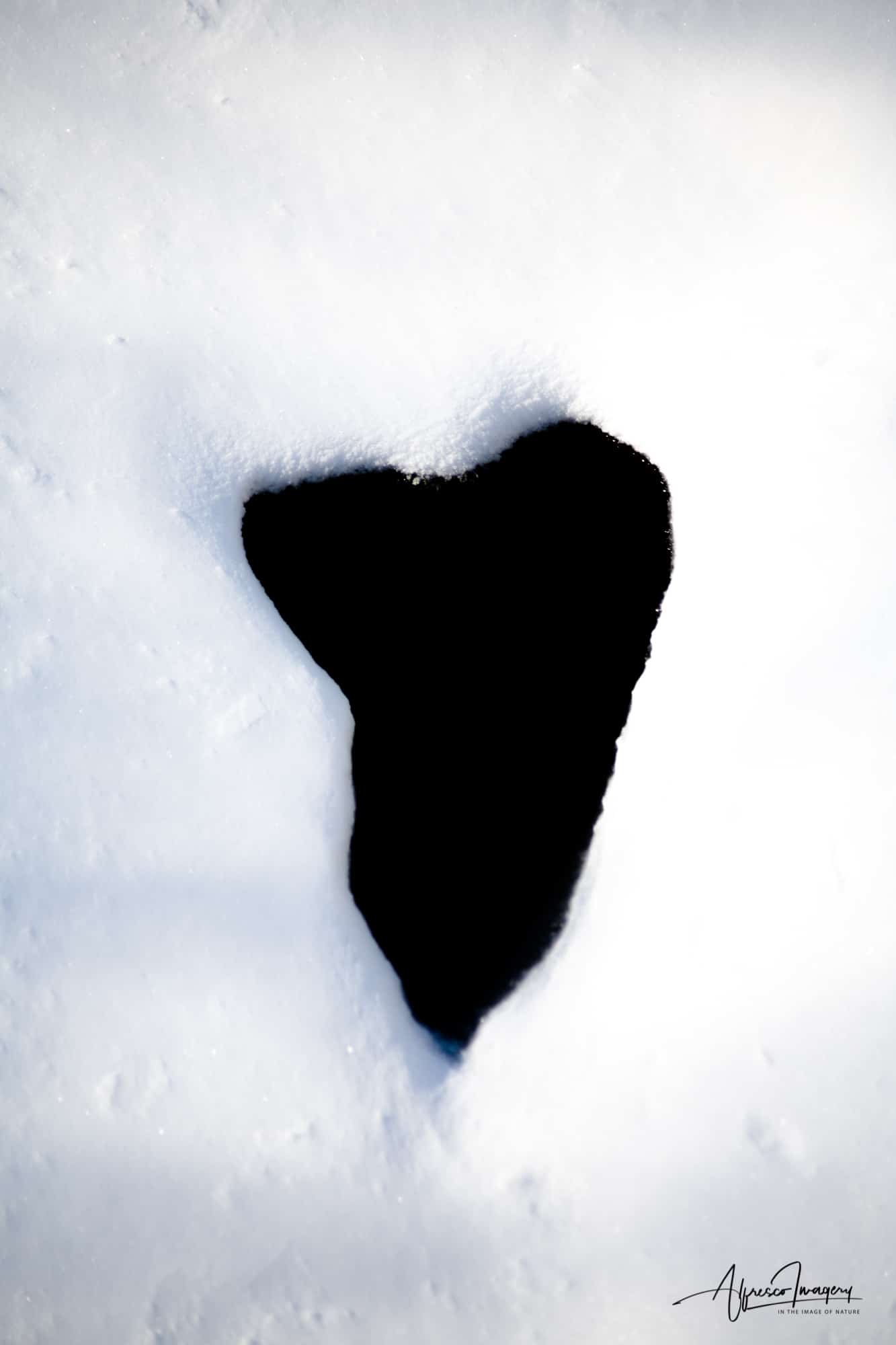 T-heArt of Wonder