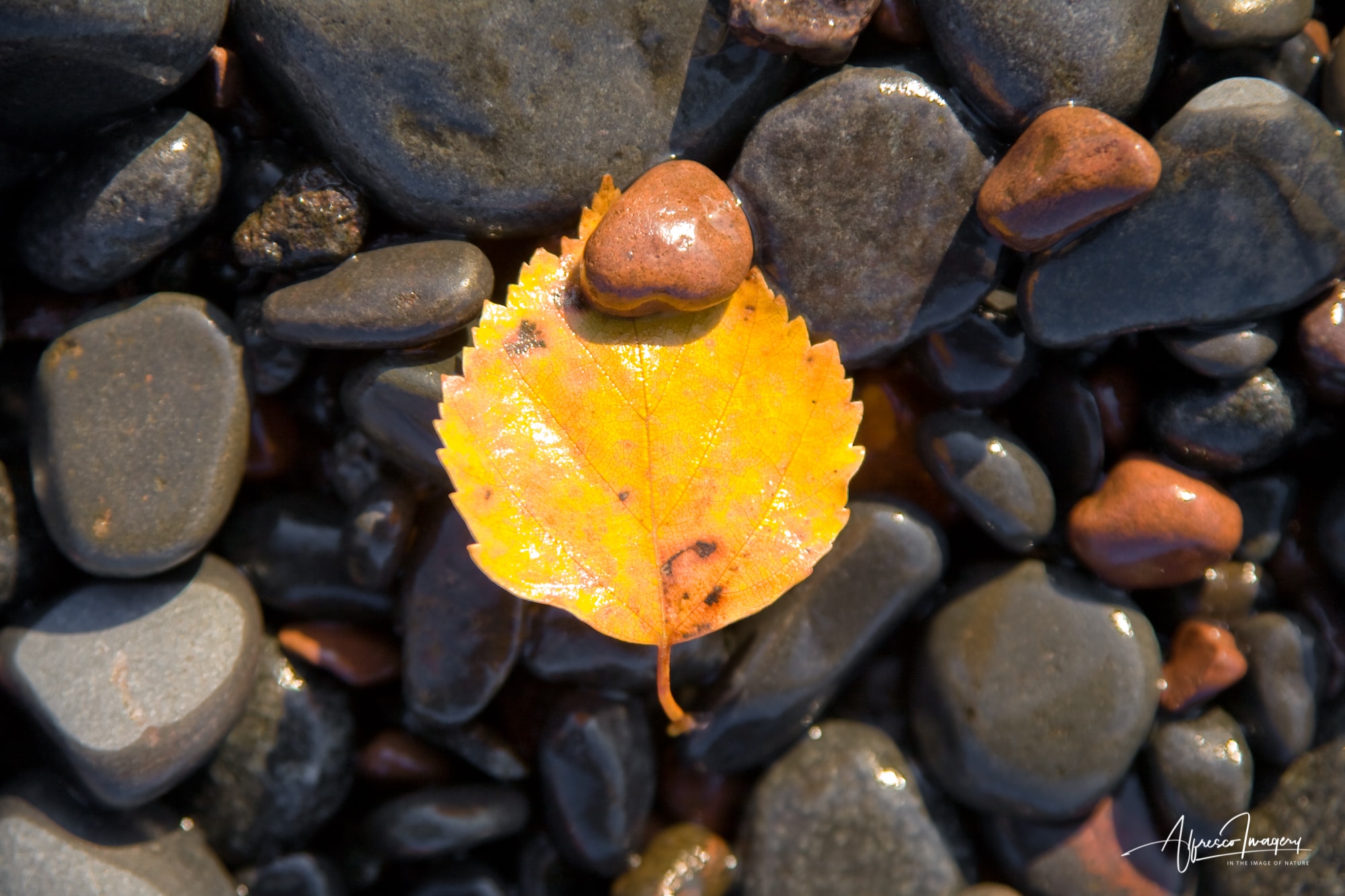 Be-stowed With Hope