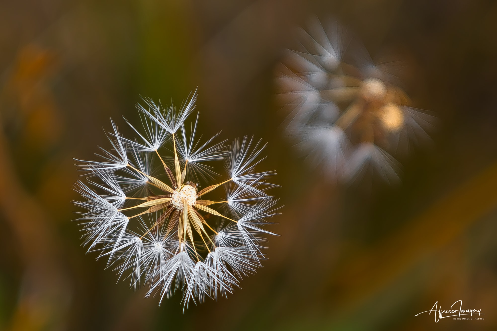 Wishes Grow Wild